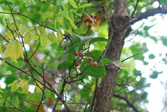 Smilax china