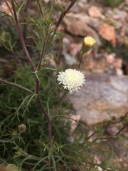 Chaenactis carphoclinia