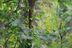 Smilax china