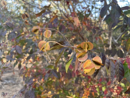 Trailing Bushwillow
