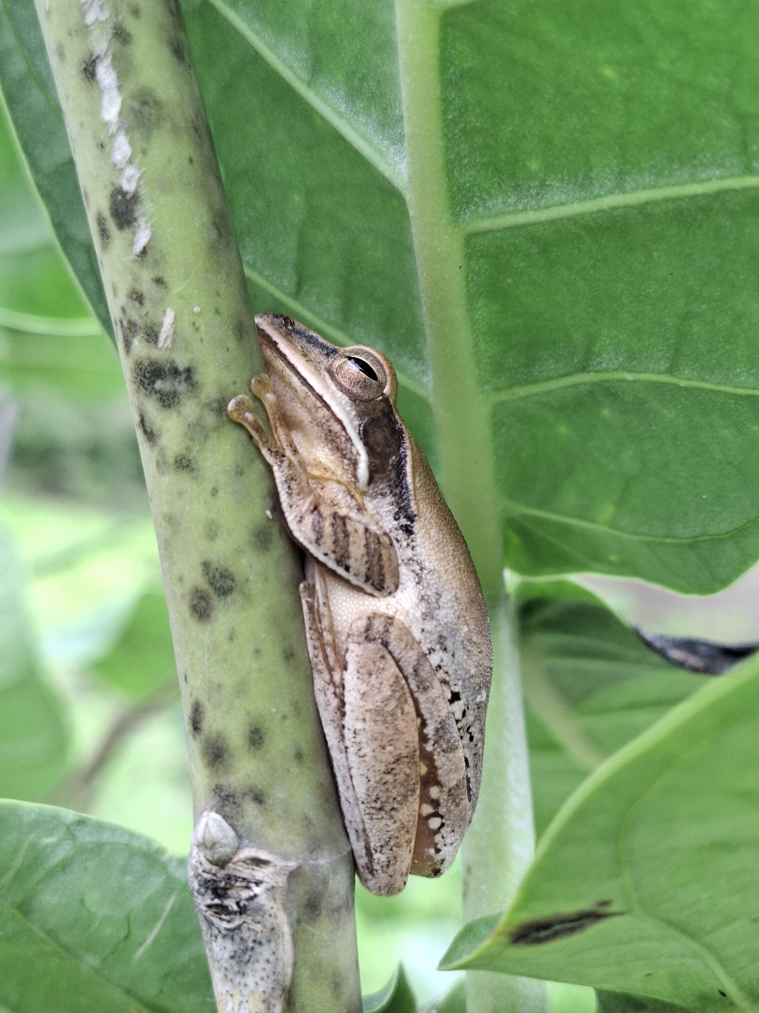Big-Headed Whipping Frog