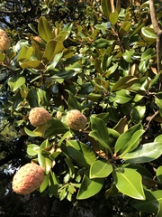 Magnolia grandiflora