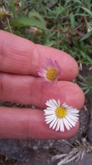 Erigeron karvinskianus image