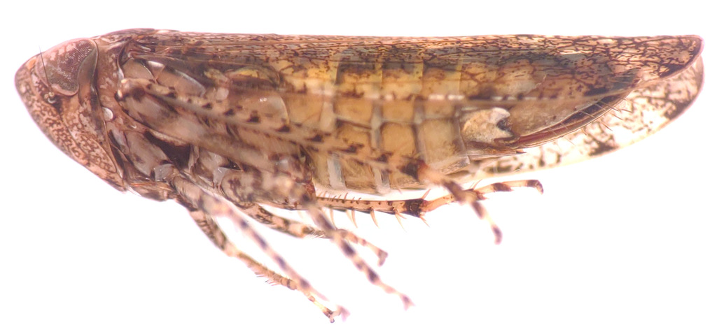 Bespeckled Leafhopper