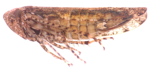 Bespeckled Leafhopper