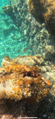 Rivulated Rabbitfish (Siganus rivulatus)