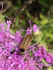 Epicauta heterodera