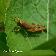 Gesonula punctifrons