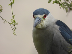 Nycticorax nycticorax