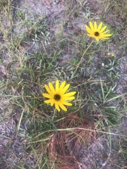 Helianthus heterophyllus