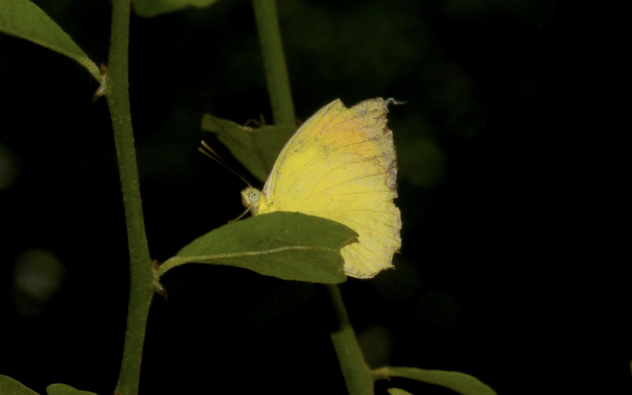Yellow Orange-Tip