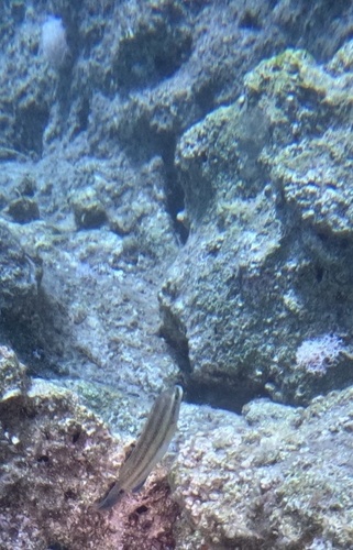 East Atlantic Peacock Wrasse (Symphodus tinca)