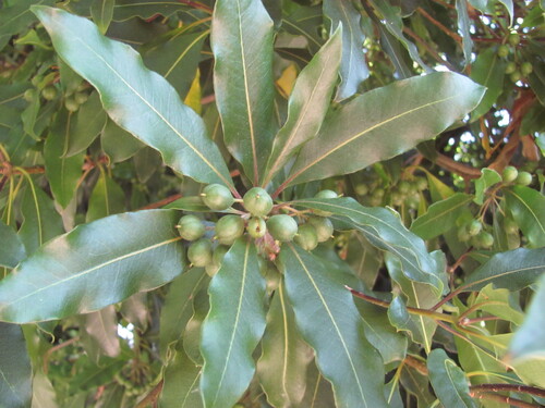 Pittosporum undulatum