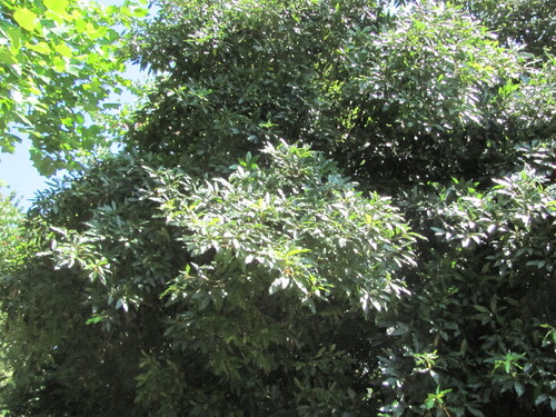 Pittosporum undulatum