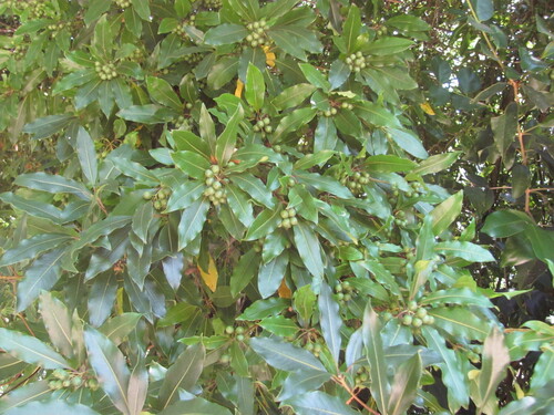 Pittosporum undulatum