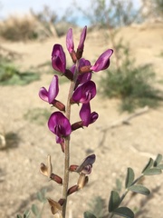 Astragalus lentiginosus variabilis