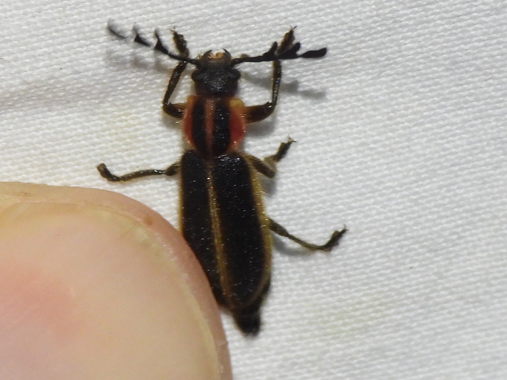 Pilose Checkered Beetle