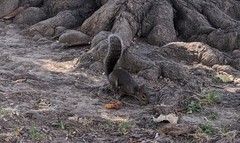 Sciurus carolinensis
