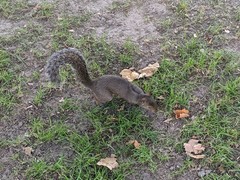 Sciurus carolinensis