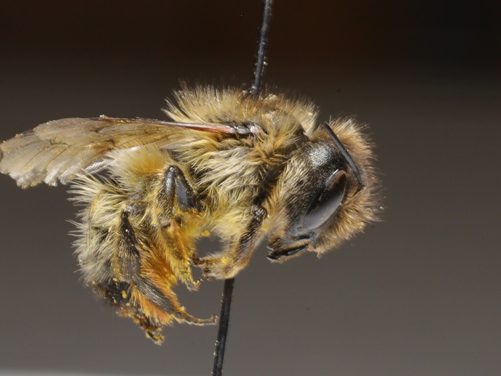 Osmia emarginata