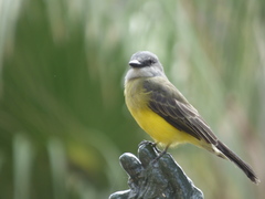 Tyrannus melancholicus