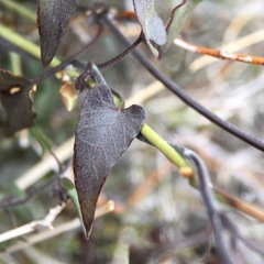 Matelea parvifolia
