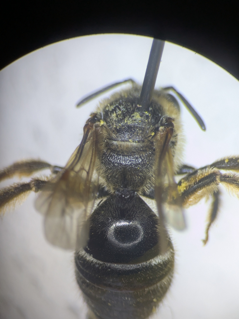 Bull-headed Furrow Bee from Onalaska, WA 98570, USA on June 12, 2025 by ...
