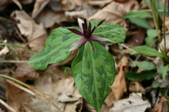 Trillium stamineum