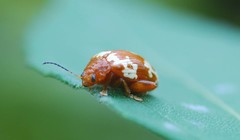 Asiophrida spectabilis