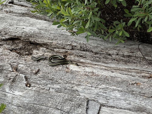 Garter Snake