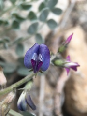 Astragalus mohavensis