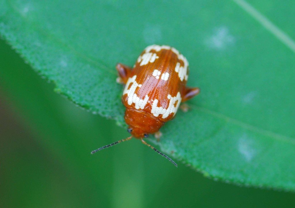 Asiophrida spectabilis