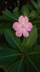 Impatiens sodenii