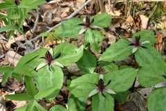 Trillium stamineum