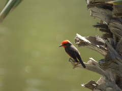 Pyrocephalus rubinus