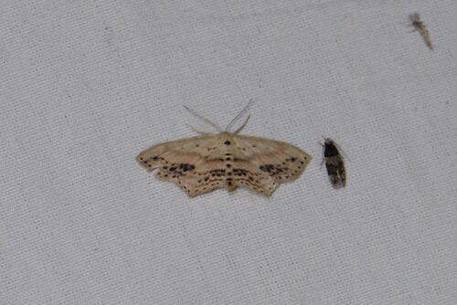 Frosted Tan Wave photo 5