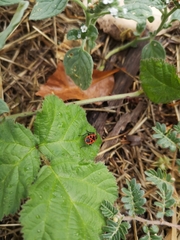 Pyrrhocoris apterus