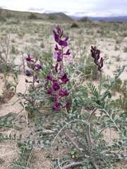 Astragalus lentiginosus variabilis