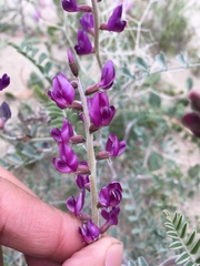Astragalus lentiginosus variabilis