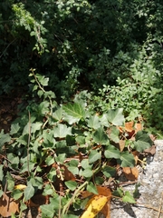 Hedera helix