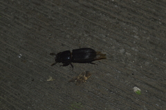 Odontotaenius