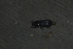 Odontotaenius