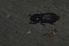 Odontotaenius