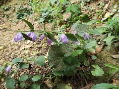 Campanula trachelium
