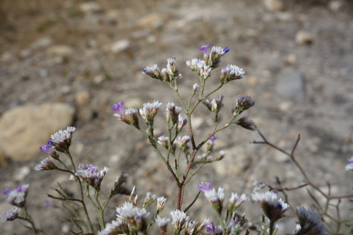 Limonium bellidifolium, photograph 4