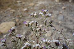 Limonium bellidifolium, photograph (c) Clément Maouche, some rights reserved (CC BY)