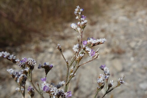 Limonium bellidifolium, photograph 5