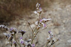 Limonium bellidifolium, photograph (c) Clément Maouche, some rights reserved (CC BY)