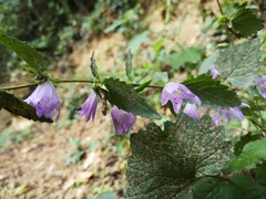 Campanula trachelium