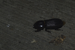 Odontotaenius